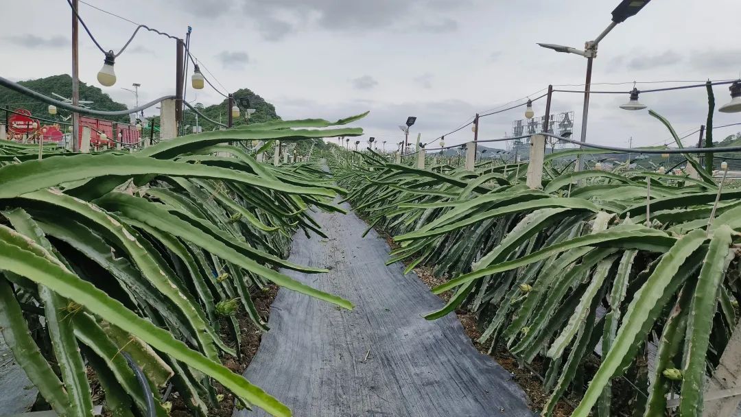 ​丰农控股受深圳市乡村振兴与协作交流局委托，前往南宁市考察“深圳农场”建设问题