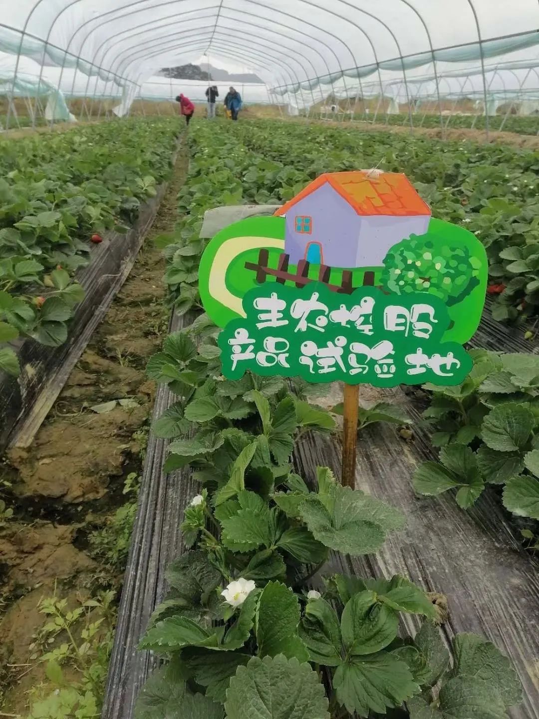豐農控股產品試驗地所產草莓榮獲第19屆中國草莓文化旅游節“金獎”！